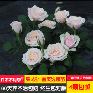 苔原欢腾月季 荷兰欢腾系列微月盆栽多季节开花勤花爆月-许木木