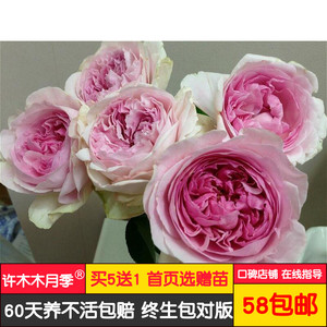 伊芙芬芳喷泉月季伊芙系列浓香新品切包日月多季节盛开-许木木