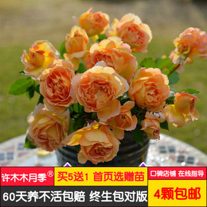 巴黎少女 灌木月季大花月季欧月法国月季多季节重复盛开-许木木