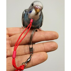 蜡嘴鸟脖套站杠训鸟脖套站架杠绳放飞遛鸟绳伯劳喜鹊八哥画眉通.