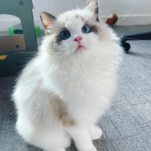 布偶猫幼猫纯种猫咪活物蓝双海双赛季长毛猫幼崽活体宠物猫蓝眼