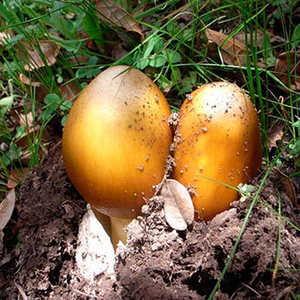 野生鹅蛋菌新鲜野生菌500g非干货特级四川特产煲汤食材新鲜菌菇