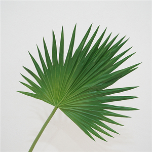 进口小蒲扇叶干花树叶客厅桌面橱窗装饰太阳蒲葵棕榈叶子blue_my14