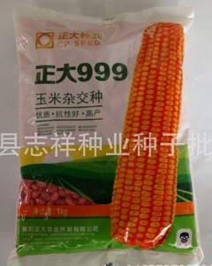 正大999/豫玉22玉米种子 精品高产优质 两袋包邮