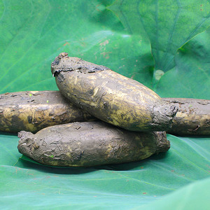 湖北洪湖莲藕新鲜粉藕脆藕嫩藕藕莲菜5斤装包邮现挖现发