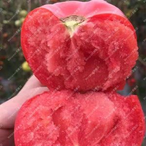 原包装毛粉802番茄高产种子超甜大果春季秋季农家蔬菜西红柿