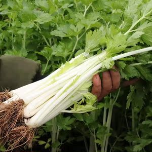 【白芹菜新鲜蔬菜四川】白芹菜新鲜蔬菜四川品牌,价格 - 阿里巴巴