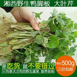 野生鸭脚板湘西土特产新鲜野菜鸭儿芹鸭脚板鹅脚板现货三份包邮