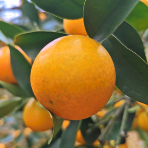 油皮金桔1-9斤装滑皮小金桔脆皮桔子广西水果5新鲜当季橘子整箱10