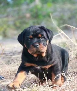 纯种健康德系罗威纳幼犬防暴犬大头粗腿忠诚强悍活体宠物狗狗健康