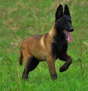 马犬幼犬纯种马犬活体比利时马犬小狗猎犬猛犬军犬警犬德牧宠物狗