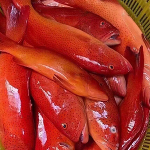 石斑鱼鲜活青岛