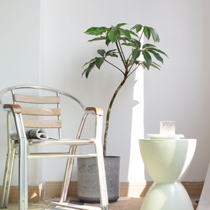 老桩保罗日本大叶伞大植物室内客厅阳台大绿植好养易活耐阴大盆栽