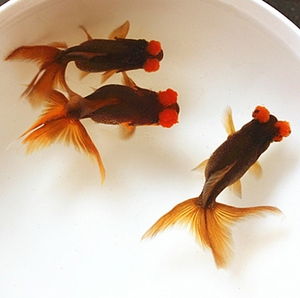 绒球金鱼鱼苗活体观赏鱼水族宠物冷水淡水招财鱼包邮耐活红色紫色