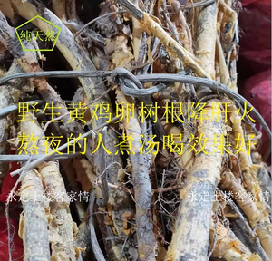 半斤包邮永定乡下正宗野生黄鸡卵树根  吃凉 熬夜的多煮汤吃