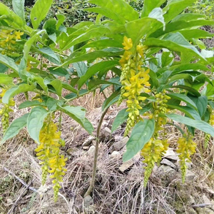 黄花倒水莲苗观音串倒水莲树苗中草药三七庭院观赏包邮金丝吊蝴蝶