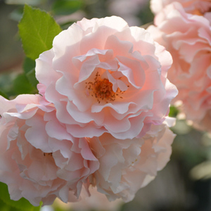 天狼 达芙妮2.5升盆栽多季开花庭院露台灌木月季观赏植物花卉盆栽