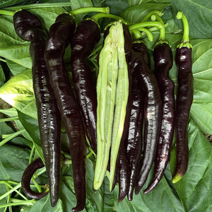 大侠是个妖0215淘宝布朗麻椒秧苗薄皮辣椒蔬菜种苗春季秋季麻辣青椒