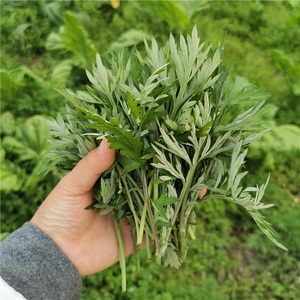 野生蒿子草嫩尖新鲜蒿草蒿菜蒿苔野生艾草青团清明菜粑糍粑社饭