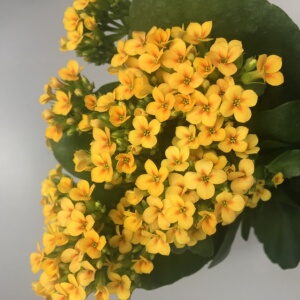 爱米园艺长寿花单瓣长寿花- 黄水晶-冰岛-孔雀单-织锦-米洛斯