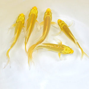 淡金色鲤鱼图片