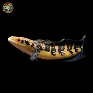 雷龙鱼 森塔伦湖黄魔神 印尼黑魔神雷龙鱼 中加红帝王雷龙鱼大型