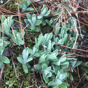 岳西毛香粑新鲜