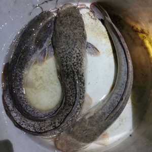 鲶鱼苗八须鲶鱼革胡子鲶鱼埃及塘鲺鱼苗塘虱鱼凶猛大型鱼活体淡水