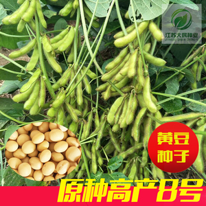 优质大豆