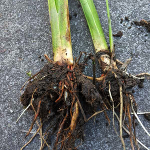 现挖茭双季白苗茭白种子水生蔬菜老根苗高瓜苗高笋苗龙虾套养10棵