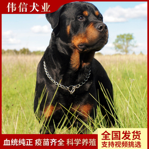 纯种罗威纳犬幼犬活体大头德系罗威纳看家护院警犬猛犬猎犬护卫犬