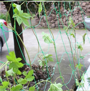 蔬菜种植网瓜果爬藤网瓜豆攀爬网苦瓜农用豆角牵藤搭架网园艺植物