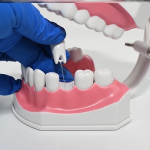 牙科带蛀牙病理刷牙模型幼儿园儿童教学认识龋坏牙齿展示模具道具