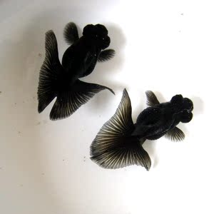黑蝶尾金鱼活体鱼宠物鱼风水鱼冷水鱼淡水观赏鱼江浙沪皖满58包邮