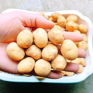 特小迷你珍珠小土豆洋芋2023黄心新鲜硬币大小蔬菜马铃薯农家自种
