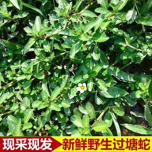 广东农家野生过塘蛇现采新鲜黄花过江龙过江藤水盖菜假蕹菜500g