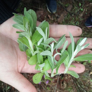 新鲜现摘毛香清明草岳西山里货鼠曲草做粑原材料500克毛香草