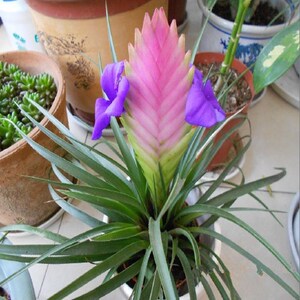 铁兰盆载 四季开花植物紫凤梨花卉铁扇公主 铁兰花办公吸甲醛包邮