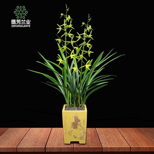 白墨兰花