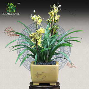 德芳兰业兰花苗墨兰奇花九仙牡丹浓香型兰草花卉植物冬季阳台盆栽
