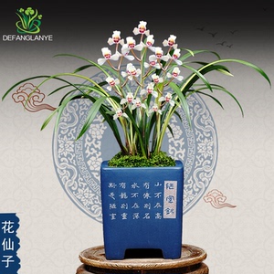 兰花 四季兰建兰花仙子 浓香兰花苗花卉绿植盆栽室内阳台庭院盆景