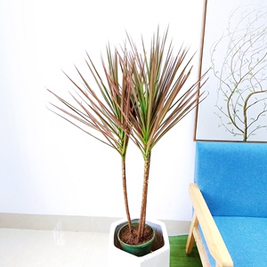 七彩千年木大型盆栽马尾铁造型绿植办公室内客厅阳台净化空气植物