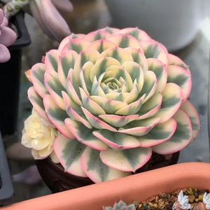 13-361-370号 多肉植物盆栽花卉满50元包邮