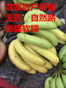 南宁香蕉banana 新鲜水果 广西特产非米蕉粉蕉皇帝蕉 9斤装包邮