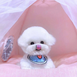 纯种迷你比熊幼犬活体茶杯飞耳法国卷毛长不大白色泰迪小体宠物狗