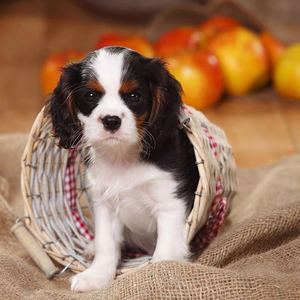 纯种查理王犬幼犬小型犬英国小猎犬长毛犬赛级骑士犬家庭犬宠物狗