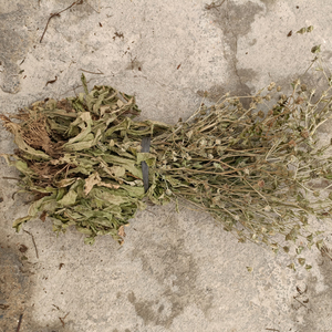 野生地胆草全根干货中药材新鲜地胆头煲汤料红花地斩头500克包邮