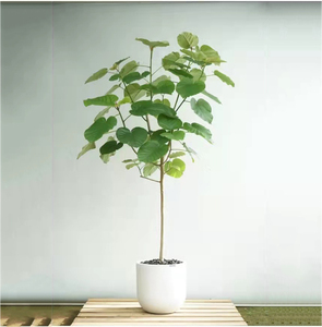 日本网红爱心榕心叶榕伞榕室内阳台观叶植物ins网红植物