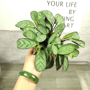 银纹竹芋 马克思竹芋阿玛格里斯竹芋阴影肖网红ins桌面小绿植盆栽