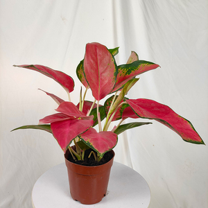 吉利红红叶如意皇后中国红室内四季绿植盆栽水培植物